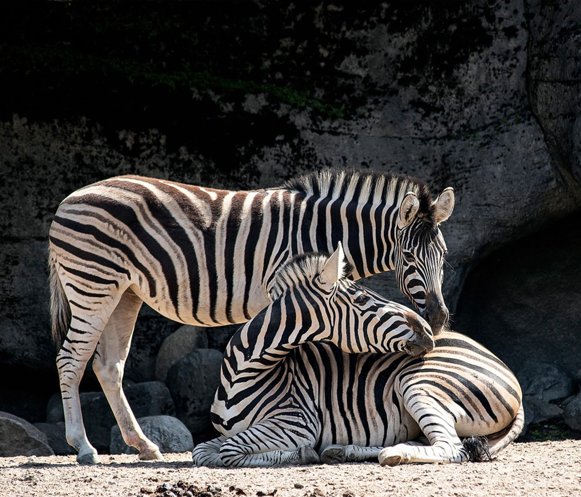 stiftung-visoparents-veranstaltungen-zoo