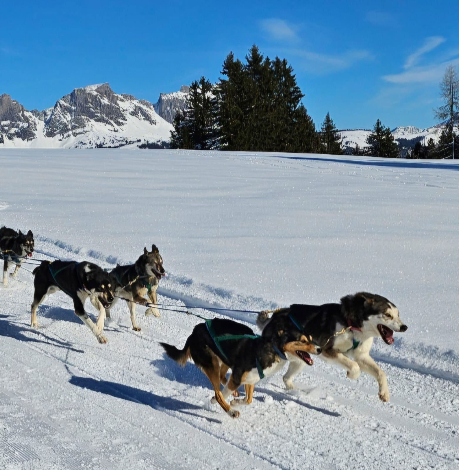 huskystuff-engagement-wirkung-einsatz