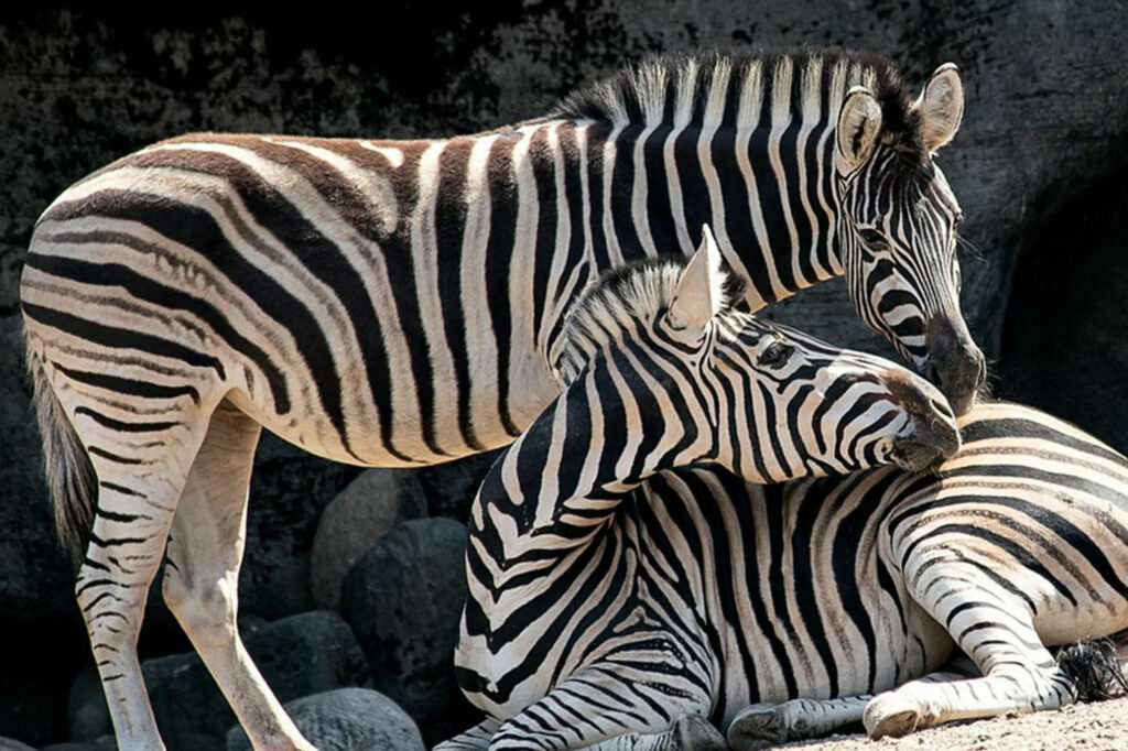 zoobesuch-visoparents-zuerich-anlass