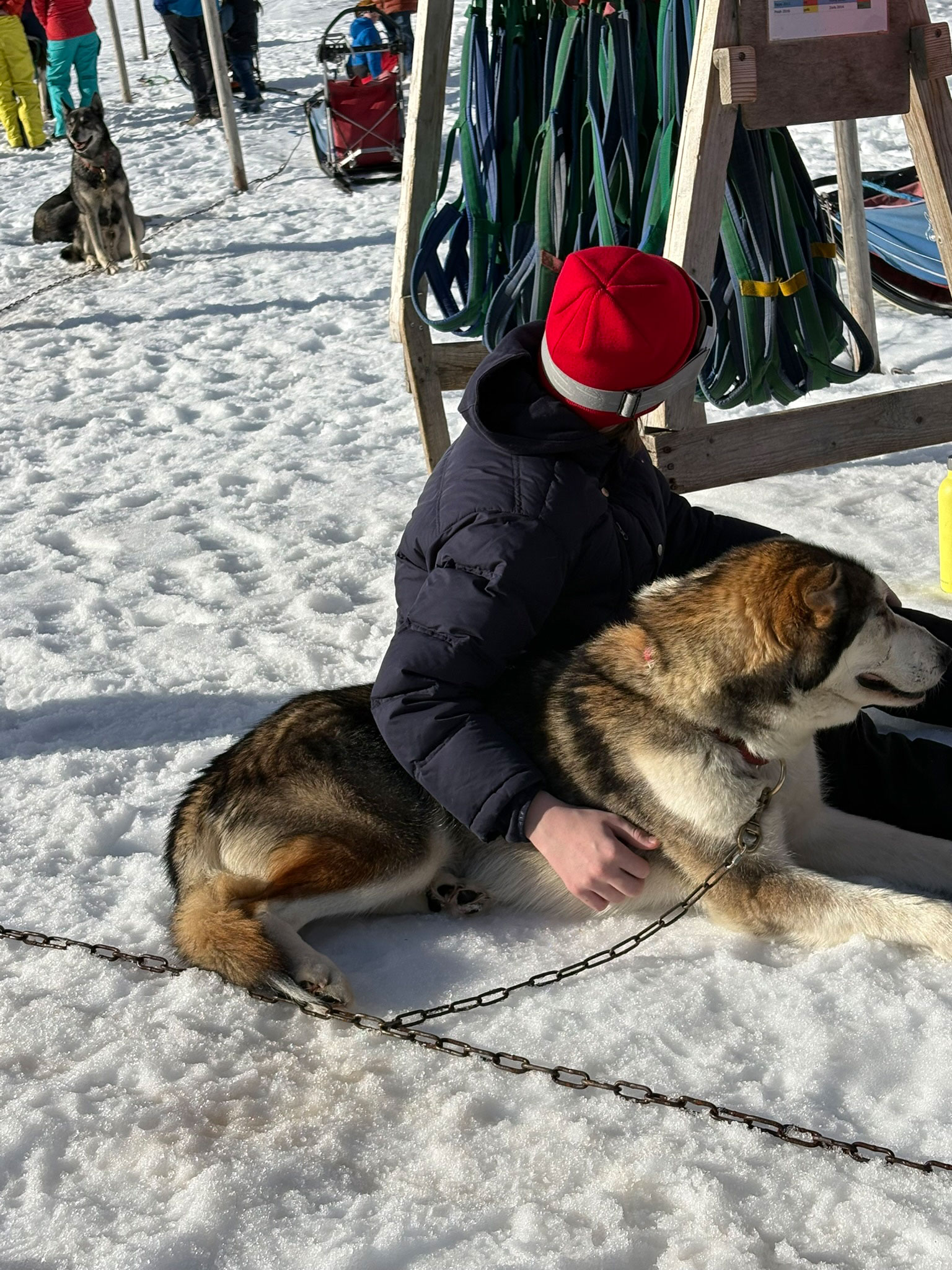 hundeschlittenfahrt-2026-blog