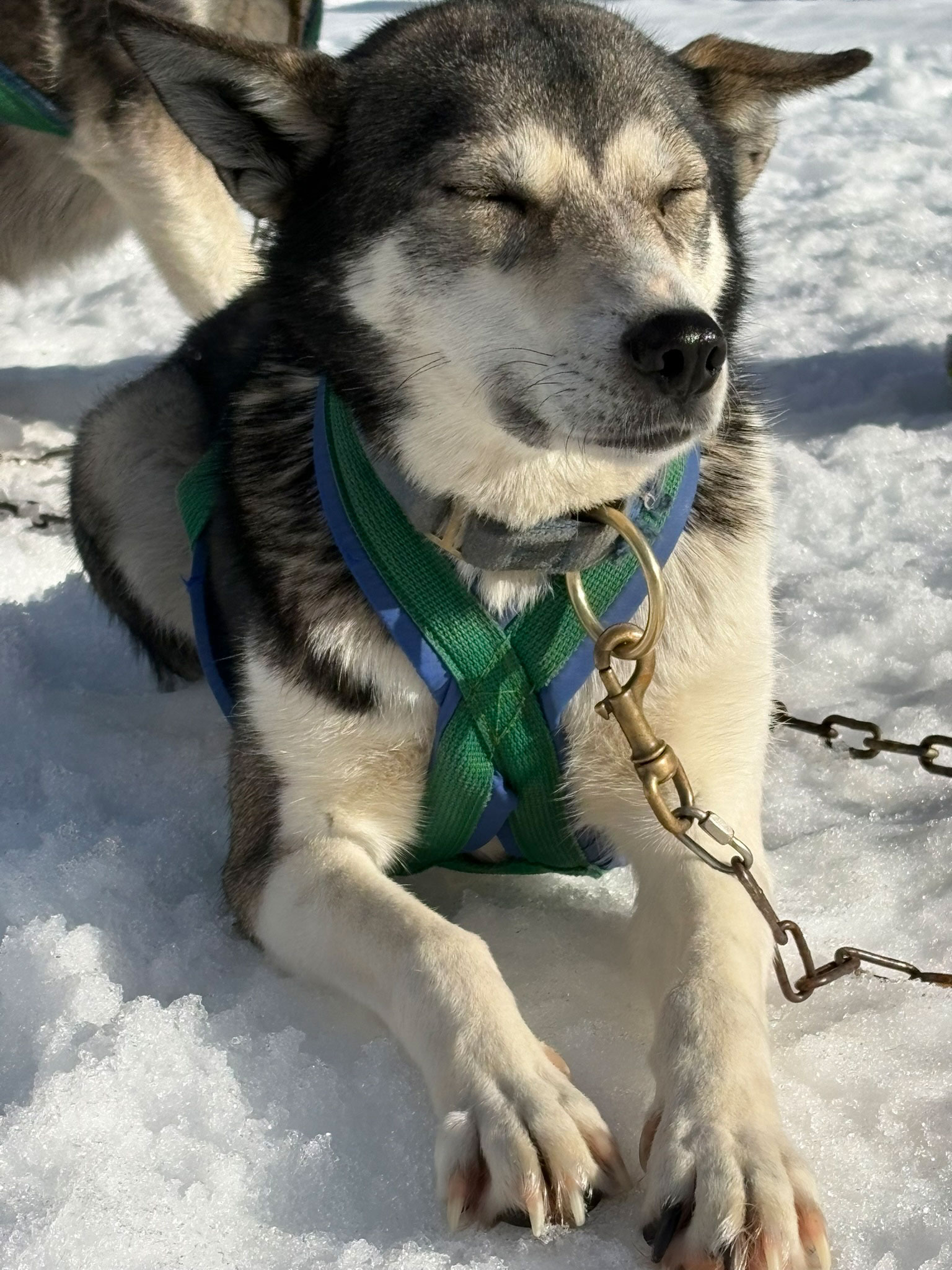 hundeschlittenfahrt-2026-blogbeitrag