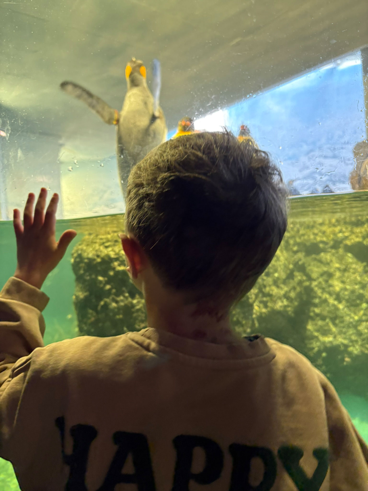 visoparents-zoo-2026